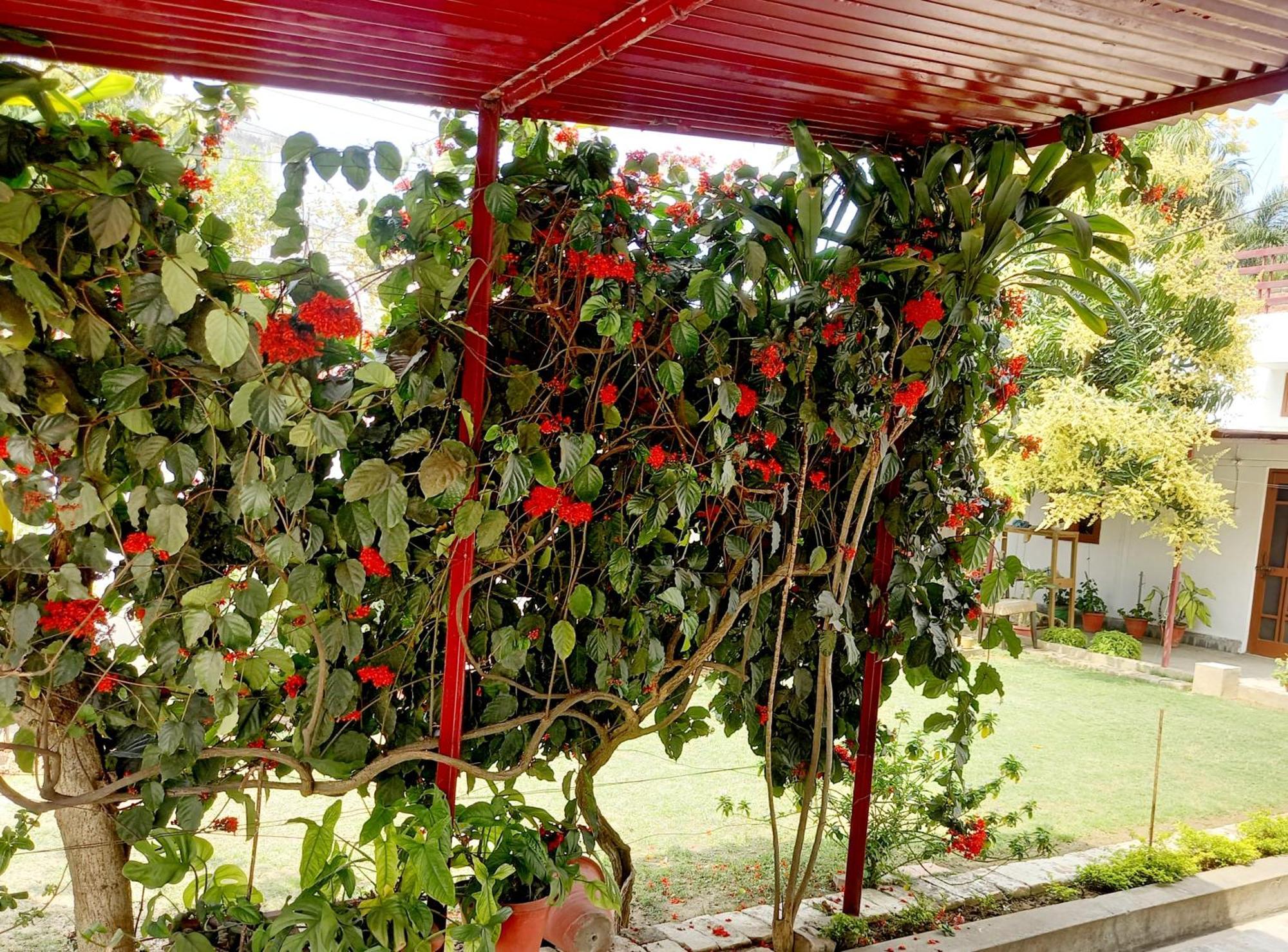 לינה וארוחת בוקר לקנאו Garden View Residency מראה חיצוני תמונה